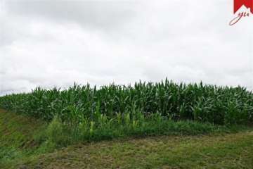Grünlandflächen / Ackerflächen in Westerholt, Willmsfeld zur Pacht, 26556 Westerholt , Ostfriesl, Ackerbau